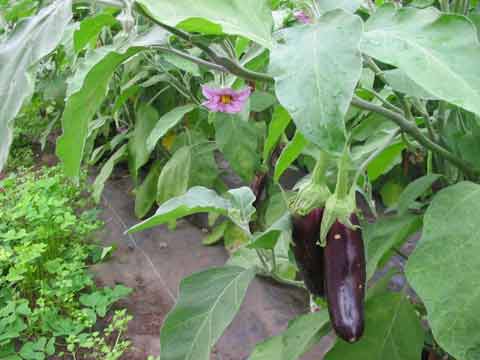 Eggplant